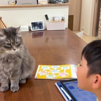 男の子とテーブルの上の猫