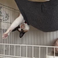ハンモックにいる猫