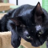 ハンモックにいる黒猫
