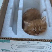 箱に入る猫