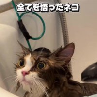 シャンプーをしている猫