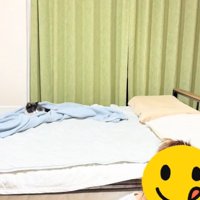 ベッドの上で飼い主さんの髪をねらう子猫と飼い主