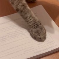 虫の絵の上に前足を乗せる猫