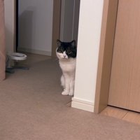物陰から
