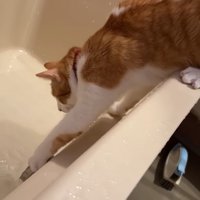 前足を伸ばして