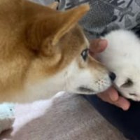 猫と犬