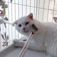 室内にいる猫