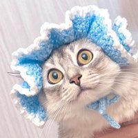 ぼんやりと遠くを見つめる猫の顔