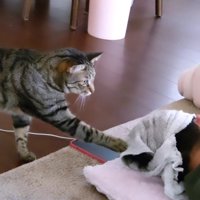 人の頭を触る猫