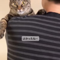 抱っこされる猫