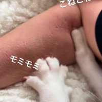 両前足でコネコネする猫