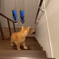 クッションを見つめる猫