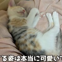 寝ている子猫（寝ている姿は本当に可愛いです）