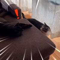 見つめ合う2匹の猫