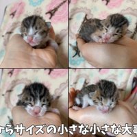 手のひらに乗る4匹の子猫