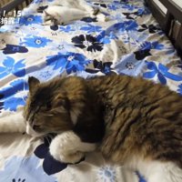 ベッドで寝る猫達