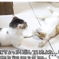 先住猫にちょっかいをかける猫