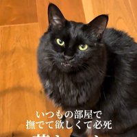 床に座って鳴いている猫
