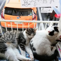 窓辺で寝ている猫たち