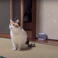 座っている猫