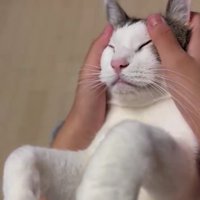 マッサージされている猫