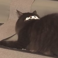 ソファの上の猫