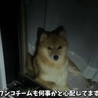窓から外を見る犬