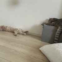 クッションの上にいるキジトラ猫と、床に寝転がる茶トラ猫