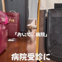 画面奥からカメラを見つめる子猫