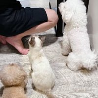 キッチンにいる猫と犬