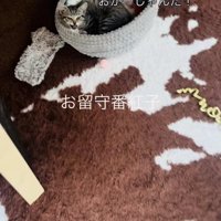 おかーしゃんを見て鳴く子猫