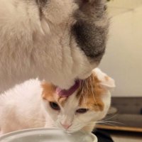 茶白猫の額を舐める白黒猫