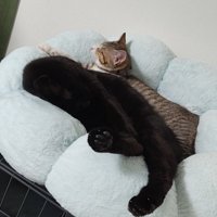 猫ベッドで寝る2匹の猫