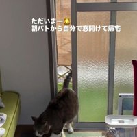 猫が部屋に入った様子