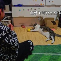 キャッチボールをする男の子と猫
