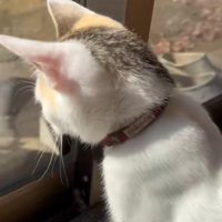 窓の外を見るミケ猫