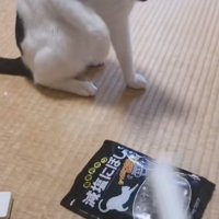 煮干しを麺棒で叩く