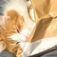 紙袋に入っている猫