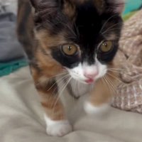 部屋の中を歩き回る子猫