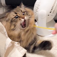 猫じゃらしで遊ぶ猫