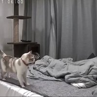 飼い主に向かって鳴く猫