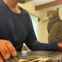 パソコンをしたい飼い主とそばで鳴く猫