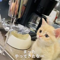 蛇口から流れる水を見るマンチカン