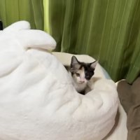 クッションにいる猫