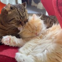 一緒に寝ている写真