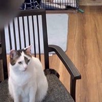 椅子の上に座る猫