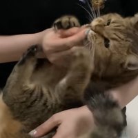 赤ちゃん抱っこで人の手を掴み口に持って行く猫