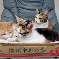 箱の中でくつろぐ茶白猫と三毛猫姉妹