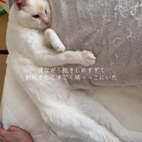 ベッドの端に寝る猫