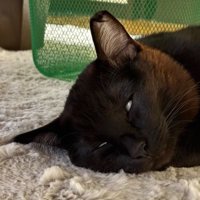 眠っている猫